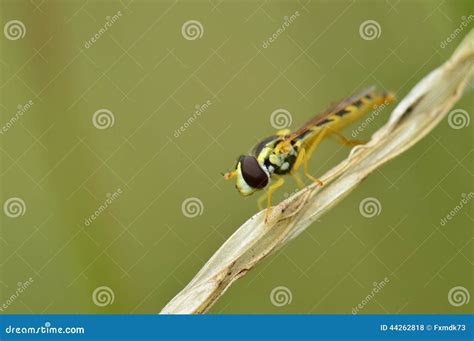 Long Hoverfly Stock Photo Image Of Ecology Colorful 44262818