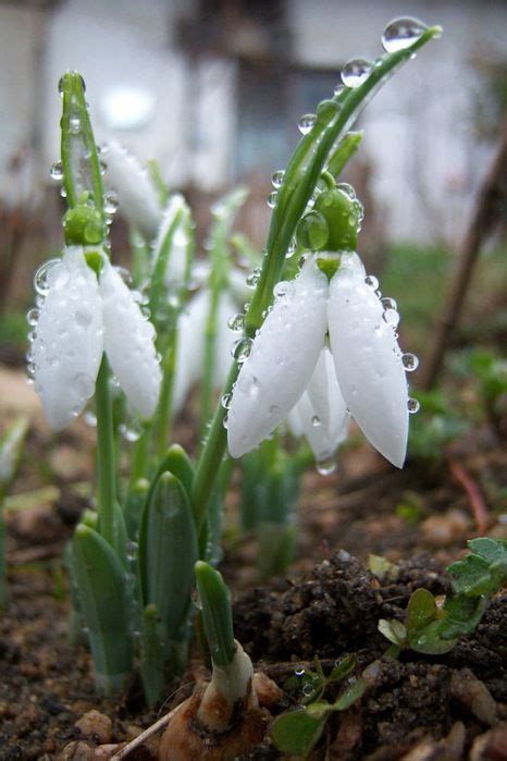 540 Best Images About Snowdrops On Pinterest Gardens January Flower