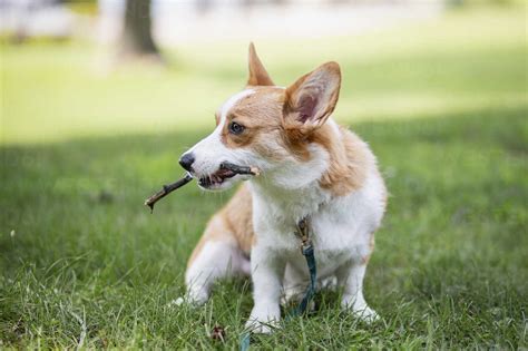 Dog Carrying Stick In Mouth While Sitting On Field Stock Photo