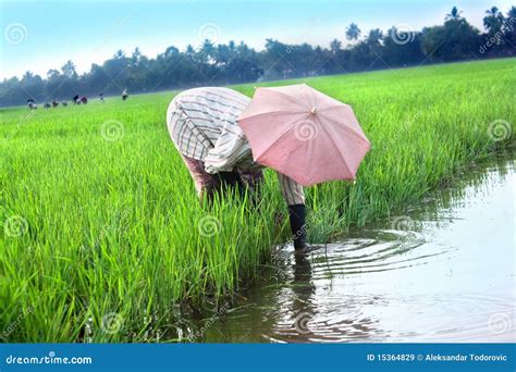 Rural Woman Working In Rice Plantation Stock Image Image Of Green Crop 15364829