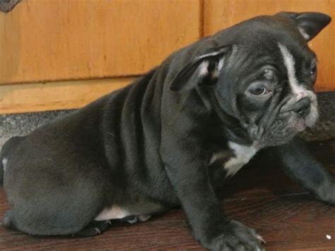 Find frenchton in dogs & puppies for rehoming | 🐶 find dogs and puppies locally for sale or adoption in british columbia : Frenchton Puppies** Cute Pies** for Sale in Bayard, Ohio ...