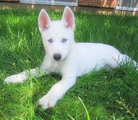 White husky with blue eyes: My new dog