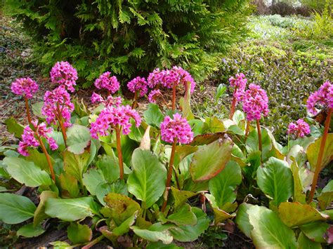 Bergenia Cordifolia Vancouver Island Grows