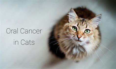 Oral Cancer In Cats Cat World