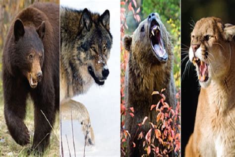 The Top 10 Largest Species Of Carnivores Meat Eaters In The World