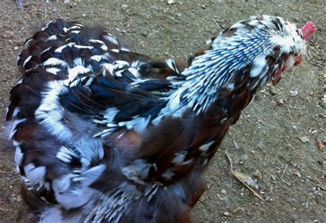 At the same time, the plumage on the body is also being swapped. The Molt | HenCam