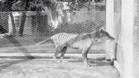 Extremely Rare Footage Of Last Known Tasmanian Tiger Released