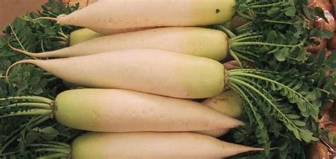 How To Grow Daikon Radishes Dengarden