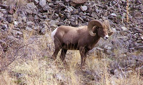 Another Bighorn Euthanized After Contacting Domestic Sheep Near Challis
