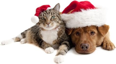 We did not find results for: Lovely christmas cats and dogs highdefinition picture Free ...
