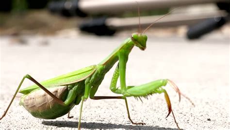 Pregnant Preying Mantis Female Stock Footage Video 5183021 Shutterstock