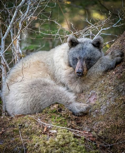 Rare Glacier Bears With Bluish Fur May Face Grim Future