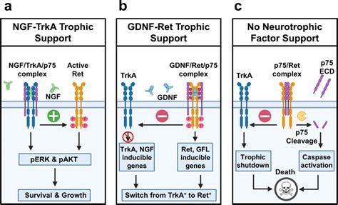 A Ngftrkap75 Receptor Complexes In Mature Sympathetic Neurons Promote