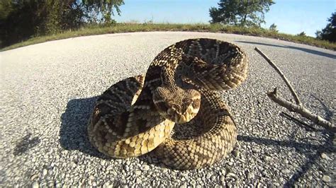 Rattlesnake Bites At 60fps Eastern Diamondback Youtube