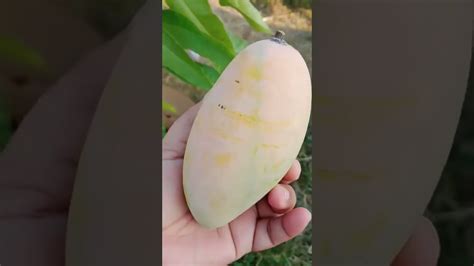 Harvesting Nam Doc Mai Mango And Chokanan Mango Youtube