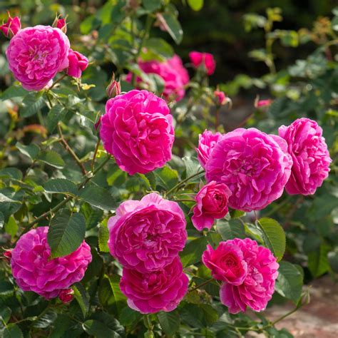 Englands Rose English Shrub Rose David Austin Roses