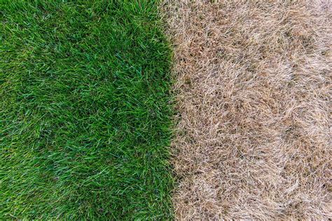 The Best Drought Tolerant Grass Types For Your Lawn