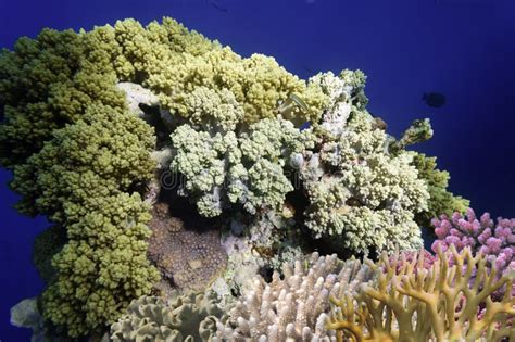 Las Mejores Ubicaciones De Arrecifes De Coral El Mar Rojo Es La Mayor