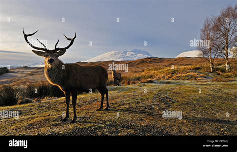 Scottish Red Deer Stag In Snow Hi Res Stock Photography And Images Alamy