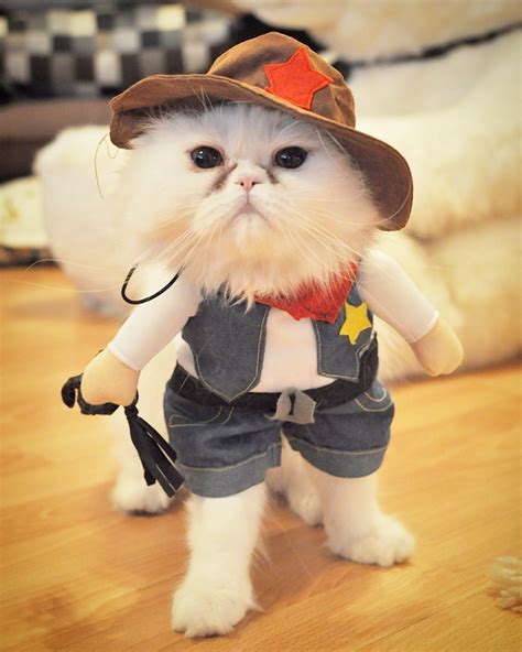 The Best Cat Halloween Costumes Dress Up Your Fur Baby With Adorable