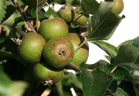Que faire des petites pommes vertes déclaircissage
