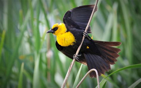 Yellow Headed Blackbird Audubon Field Guide