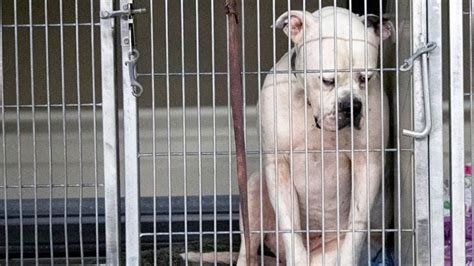 Heartbreaking Photo Of Dog After Being Surrendered To Shelter Goes