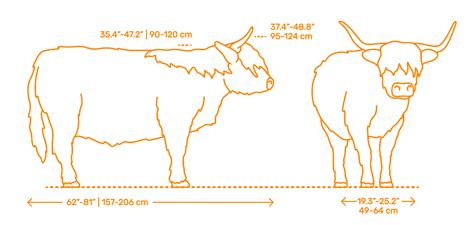 Highland Cattle Dimensions And Drawings