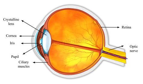 Human Eye Class 10 The Human Eye And The Colourful World