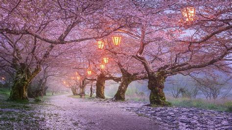 Hd Wallpaper Trees Lanterns Cherry Blossom Japan