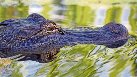 Fact Check Game Wardens Did Not Shoot A 28 Foot Alligator In Florida