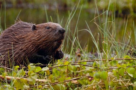 Beavers Getting Ready To Make A Return From Rewilding Britain