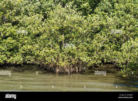 Pneumatophores Or Air Breathing Roots Of The Black Mangrove