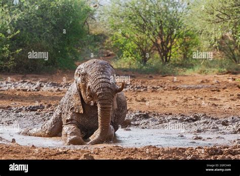 Elephant Loxodonta Africana Rolling In Mud In A Watering Hole