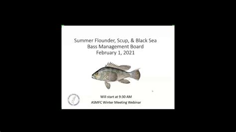 Summer Flounder Scup And Black Sea Bass Board And Mafmc Proceedings Feb2021 Youtube