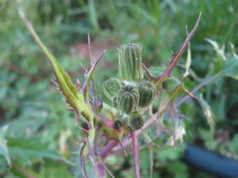 Molte piante comunemente usate come cibo possiedono parti tossiche, sono tossiche a meno che non siano trasformate o sono tossiche in determinate fasi della loro vita. Scheda botanica di Grespino comune (Sonchus oleraceus L ...