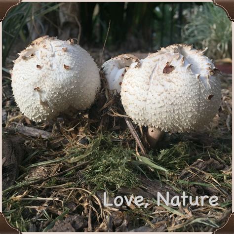 Maybe you would like to learn more about one of these? These mushrooms were found outside while I was on a walk ...