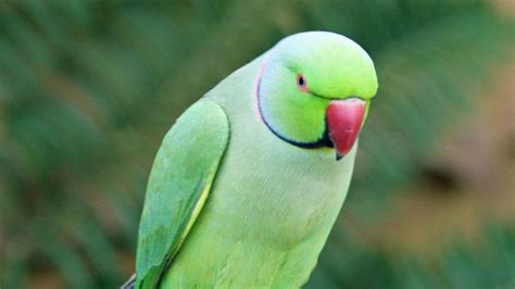 Green Parrot Hd Wallpapers Top Những Hình Ảnh Đẹp