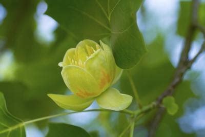 Mature size the prairifire flowering crabapple grows to a height of around 20' and a spread of around 15' at maturity. Identification Guide for Flowering Trees (with Pictures ...