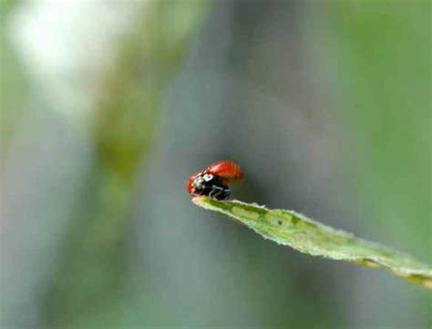 Bugs Of The Field 2014 A Bee Mimic Colorful Beetles And More Tough