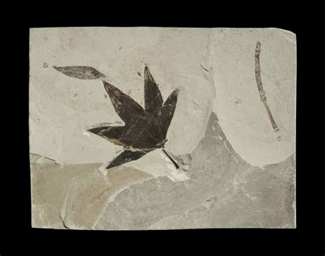 A Fossil Maple Leaf Green River Wyoming Christies