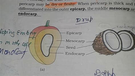 Morphology Of Flowering Plant Vol13 The Fruit Neet Youtube