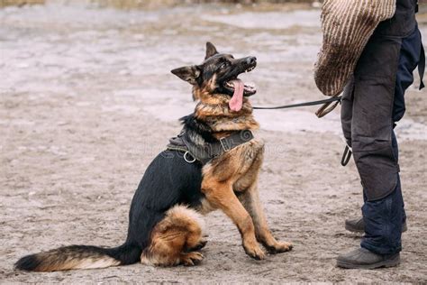 German Shepherd Dog Training Biting Dog Stock Photo Image Of