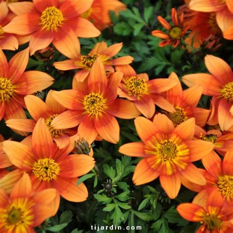 Bidens er nært beslektet med den amerikanske slekten coreopsis , og slekten er noen ganger vanskelig å skille fra hverandre; Bidens 'Bidy Gonzales' : compacte à fleurs multicolores ...