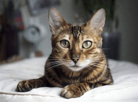 Feline 411 All About Bengal Cats Cattitude Daily