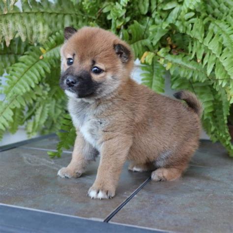 A true sesame shiba inu will have a black tip overlay over the red base coat that follows the pattern of a black and tan shiba inu. Hello! My name is Codie, the charming male Shiba Inu! I ...