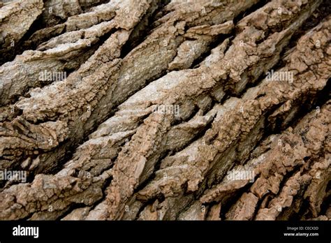 Tree Bark Structure Stock Photo Alamy