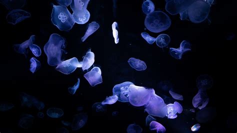 Jellyfishes 4k Wallpaper Underwater Deep Ocean Dark Black