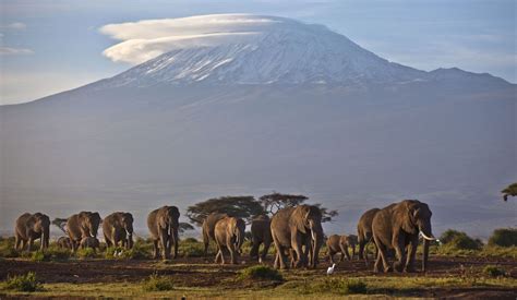 100000 Elephants Killed In Africa Study Finds Olifanten Nationale
