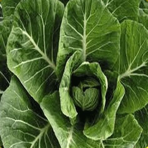 Black Beauty Clover Grass Seed - Black Beauty Tomato Seeds